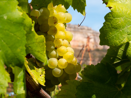 Три удивительных хозяйства из Бургундии. Новинки в ассортименте JOIA Wine Store
